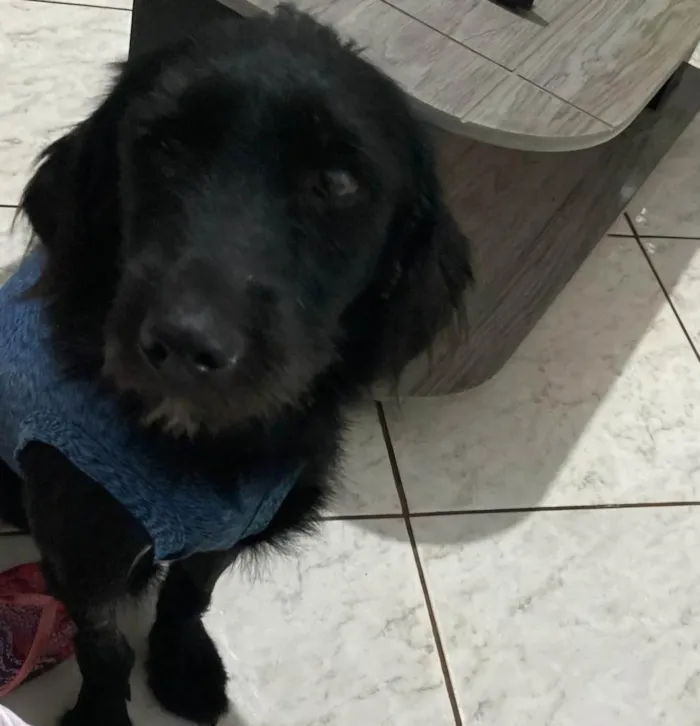 Cachorro ra a SRD-ViraLata idade 2 anos nome Adoção Urgente! Macho Dócil se dá bem com outros animais 