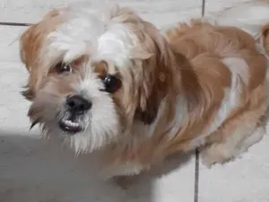 Cachorro raça Lhasa Apso idade 7 a 11 meses nome Billy