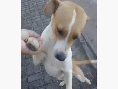 Cachorro raça SRD-ViraLata idade 2 anos nome Zara e Zaia