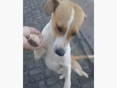 Cachorro raça SRD-ViraLata idade 7 a 11 meses nome Zaia & Zara