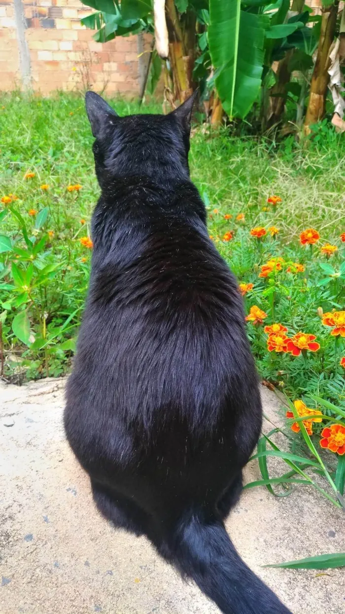 Gato ra a SRD-ViraLata idade 6 ou mais anos nome Balotelli