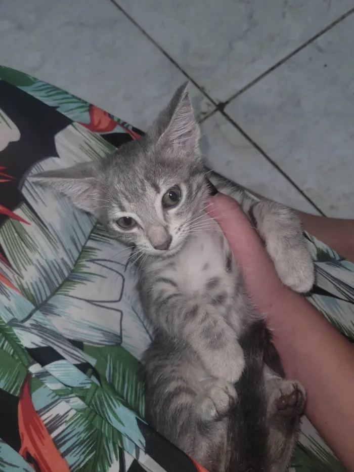 Gato ra a SRD-ViraLata idade 2 a 6 meses nome Luna e norman