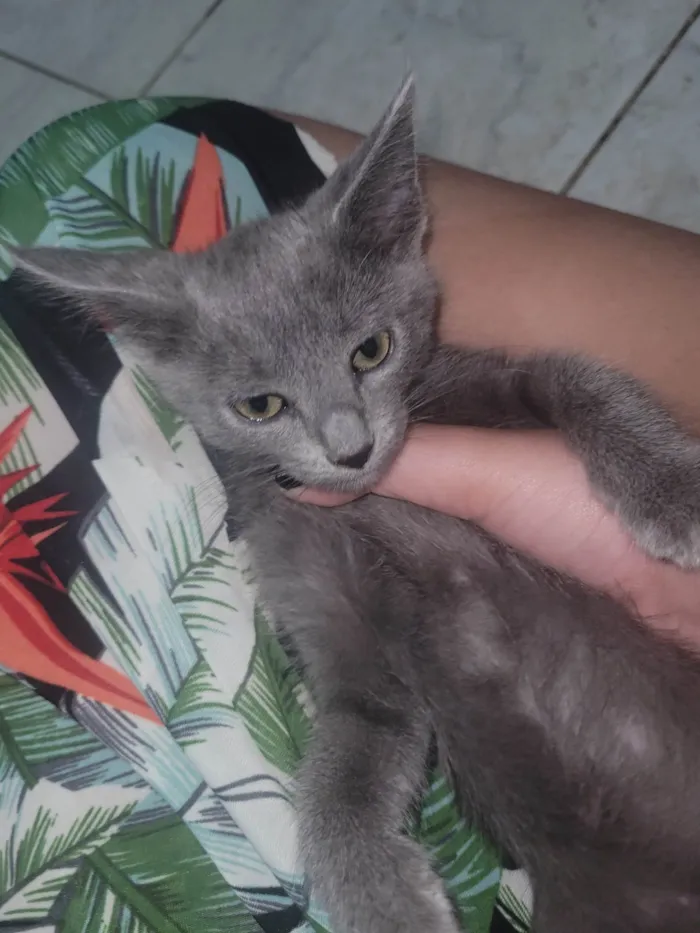 Gato ra a SRD-ViraLata idade 2 a 6 meses nome Luna e norman