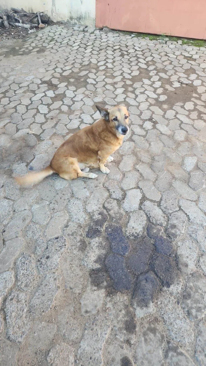 Cachorro ra a SRD-ViraLata idade 6 ou mais anos nome Atende por Xerife ou Zoreia.