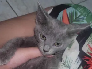 Gato raça SRD-ViraLata idade 2 a 6 meses nome Luna e norman