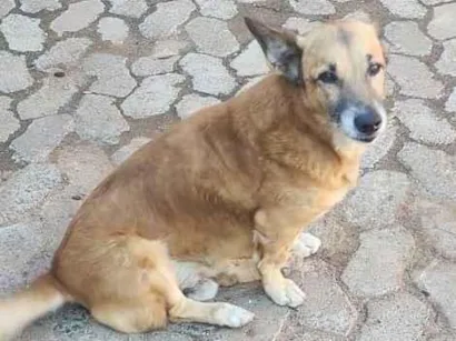 Cachorro raça SRD-ViraLata idade 6 ou mais anos nome Atende por Xerife ou Zoreia.