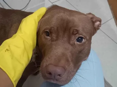 Cachorro raça Pit-Bull idade 7 a 11 meses nome Billy