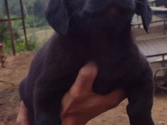 Cachorro ra a Labrador idade Abaixo de 2 meses nome Pretinha 