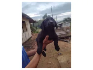 Cachorro raça Labrador idade Abaixo de 2 meses nome Pretinha 