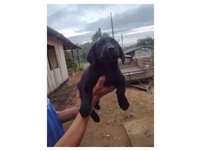 Cachorro ra a Labrador idade Abaixo de 2 meses nome Pretinha 