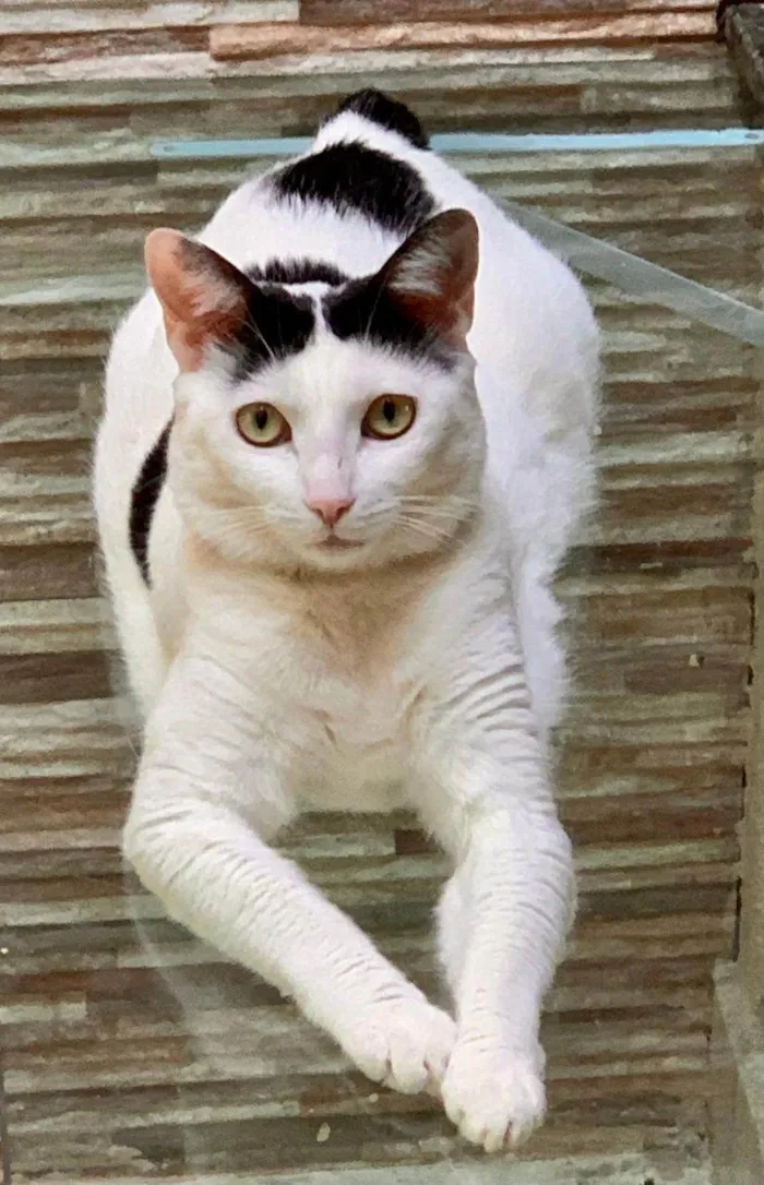 Gato ra a SRD-ViraLata idade 3 anos nome Coisinha