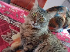 Gato raça SRD-ViraLata idade 2 anos nome Rajadinha