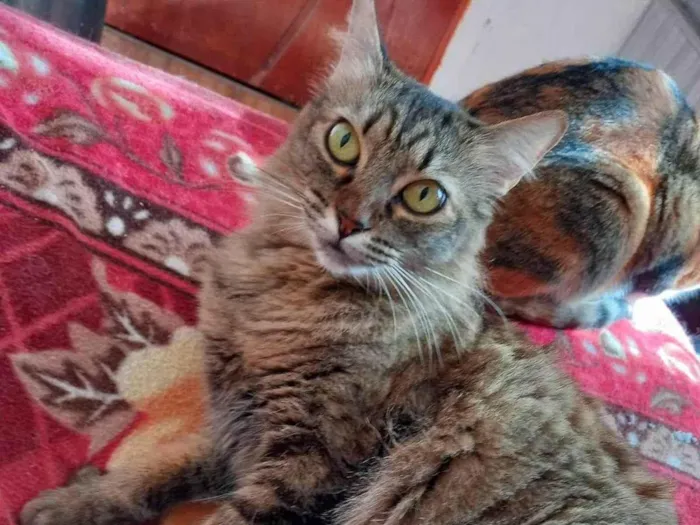 Gato ra a SRD-ViraLata idade 2 anos nome Rajadinha