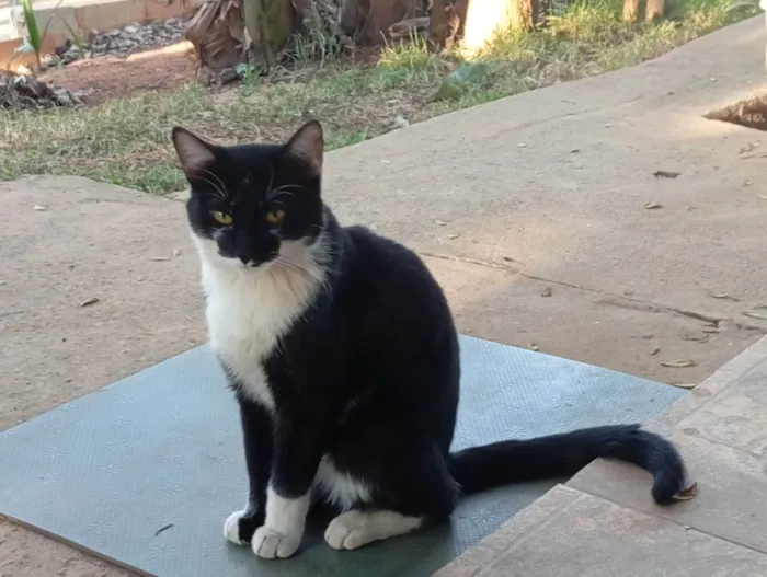 Gato ra a SRD-ViraLata idade 7 a 11 meses nome Chiquinho 