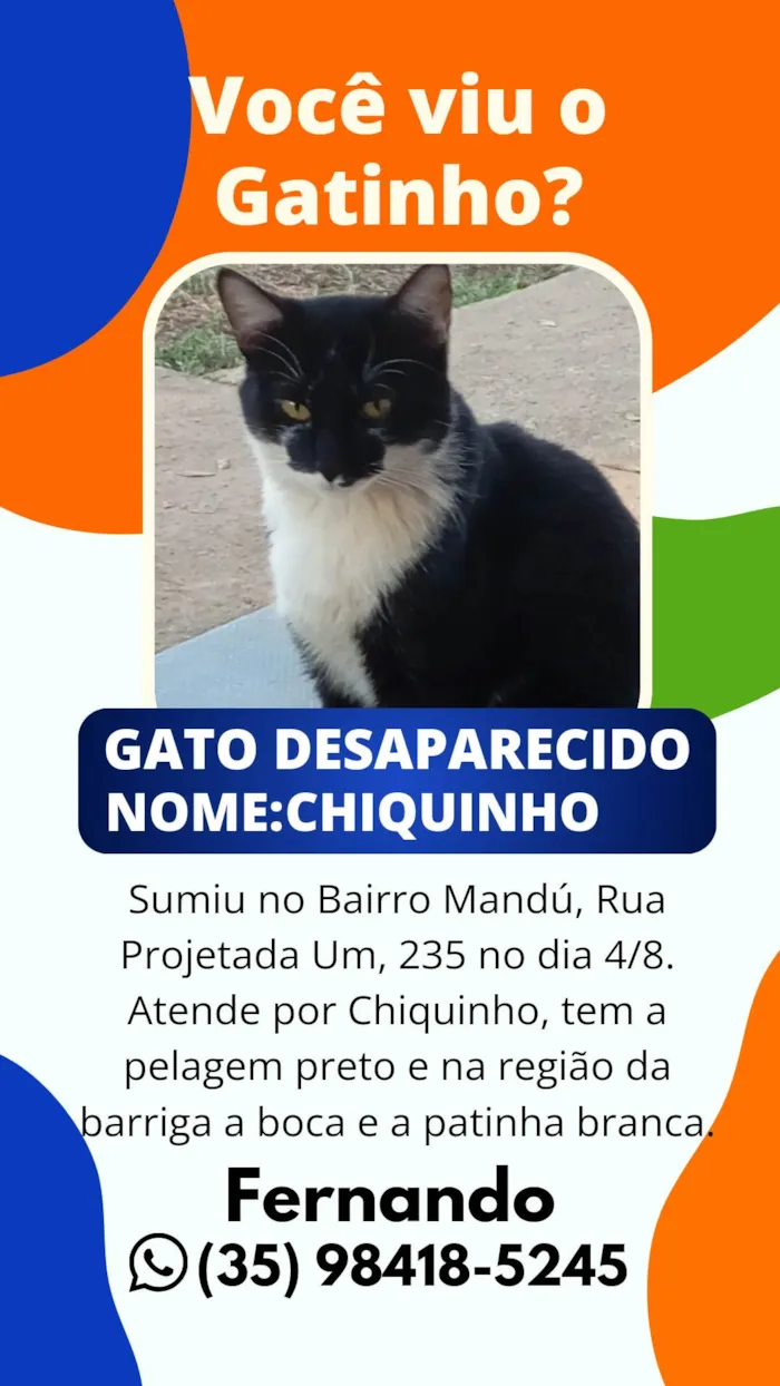 Gato ra a SRD-ViraLata idade 7 a 11 meses nome Chiquinho 