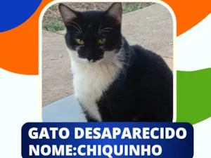 Gato raça SRD-ViraLata idade 7 a 11 meses nome Chiquinho 