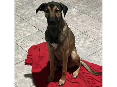 Cachorro raça SRD-ViraLata idade 7 a 11 meses nome Bob