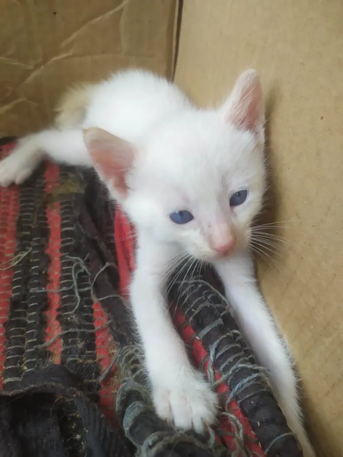 Gato ra a Exótico idade Abaixo de 2 meses nome não tem nome ainda 