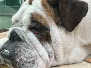 Cachorro raça Bulldog idade 3 anos nome Rodolfo 