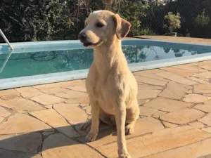 Cachorro raça SRD-ViraLata idade 7 a 11 meses nome MAYA