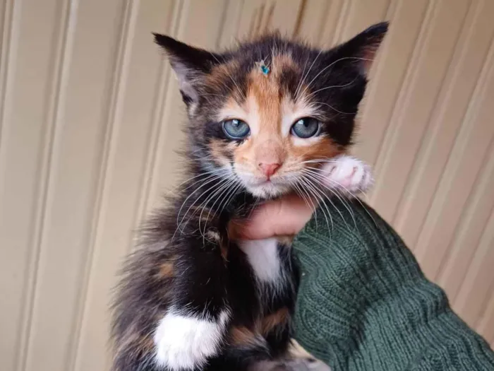 Gato ra a SRD-ViraLata idade Abaixo de 2 meses nome Tricolores adocao 