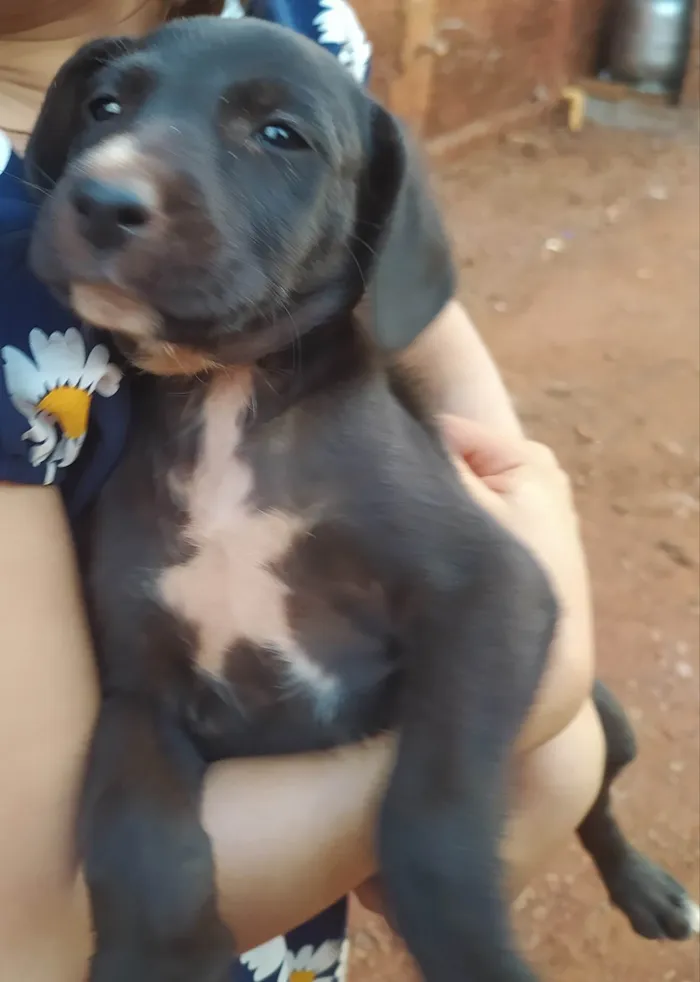 Cachorro ra a SRD-ViraLata idade 2 a 6 meses nome Lorraine Fernandes 