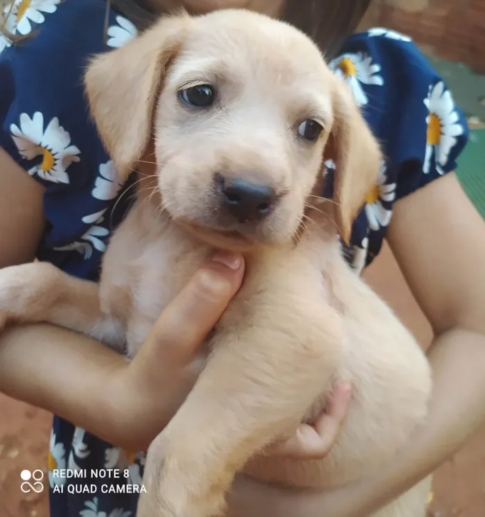 Cachorro ra a SRD-ViraLata idade 2 a 6 meses nome Lorraine Fernandes 