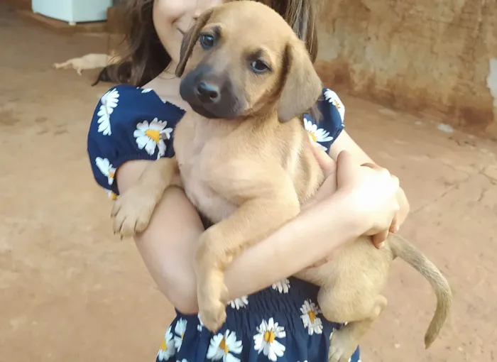 Cachorro ra a SRD-ViraLata idade 2 a 6 meses nome Lorraine Fernandes 