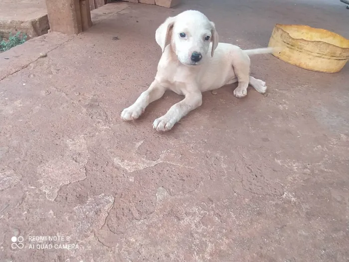 Cachorro ra a SRD-ViraLata idade 2 a 6 meses nome Lorraine Fernandes 