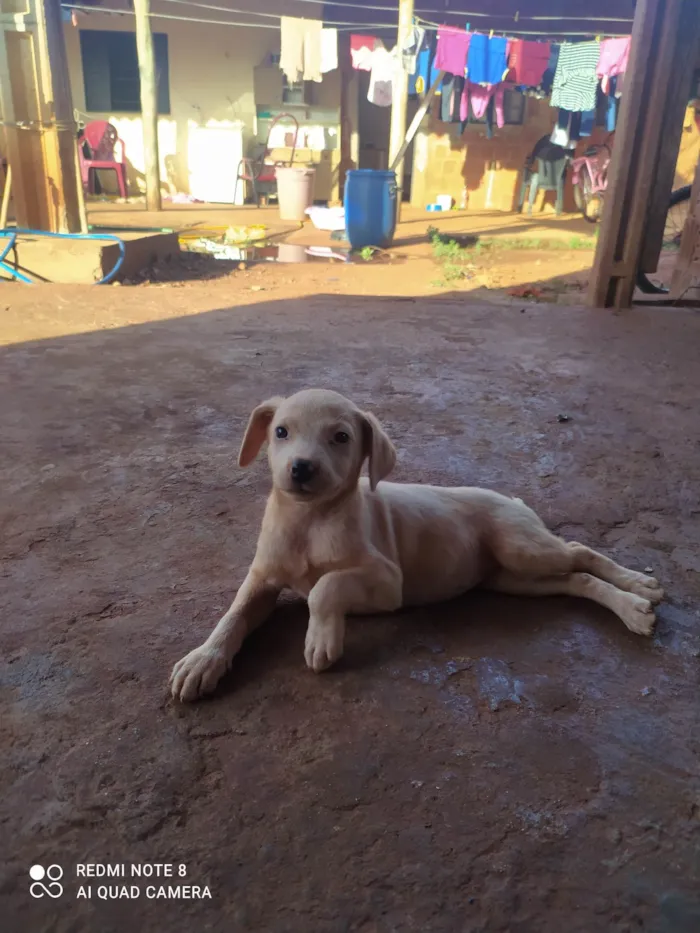 Cachorro ra a SRD-ViraLata idade 2 a 6 meses nome Lorraine Fernandes 