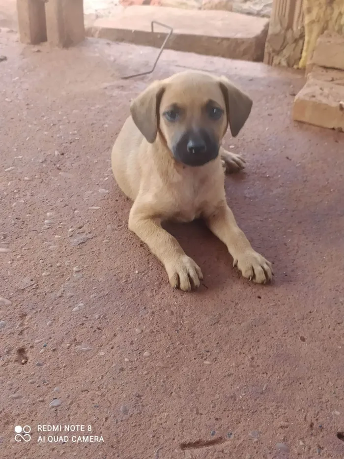 Cachorro ra a SRD-ViraLata idade 2 a 6 meses nome Lorraine Fernandes 