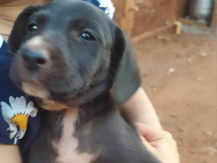 Cachorro ra a SRD-ViraLata idade 2 a 6 meses nome Lorraine Fernandes 