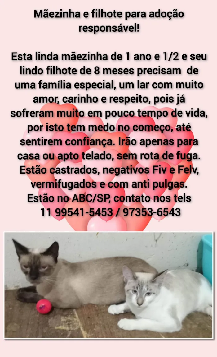 Gato ra a SRD-ViraLata idade 7 a 11 meses nome Mãezinha e filhote