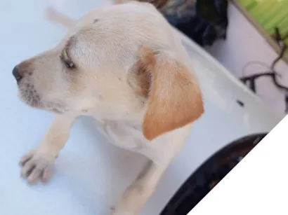 Cachorro raça SRD-ViraLata idade Abaixo de 2 meses nome Baunilha 