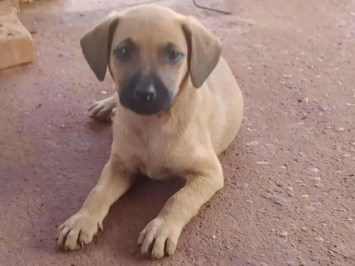 Cachorro ra a SRD-ViraLata idade 2 a 6 meses nome Lorraine Fernandes 