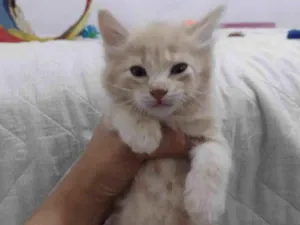 Gato raça SRD-ViraLata idade Abaixo de 2 meses nome Bóris