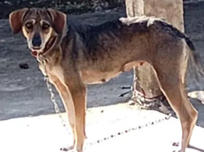 Cachorro raça SRD-ViraLata idade 1 ano nome Pérola 