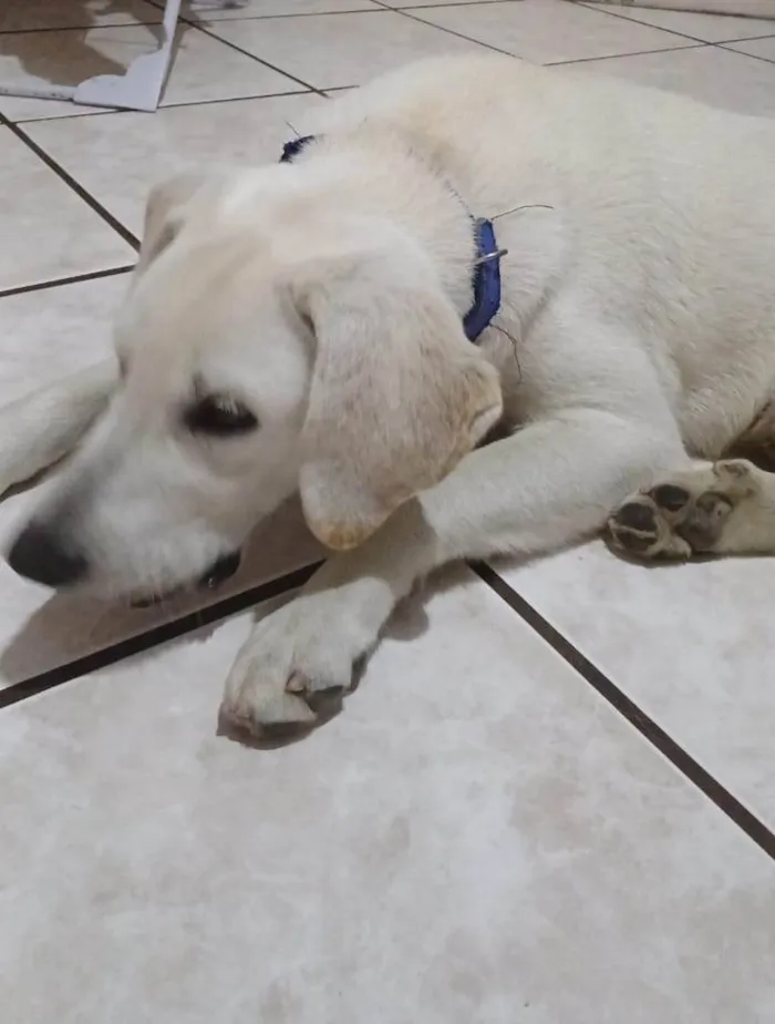 Cachorro ra a Labrador idade 2 anos nome Amarelo