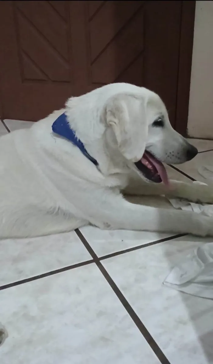 Cachorro ra a Labrador idade 2 anos nome Amarelo