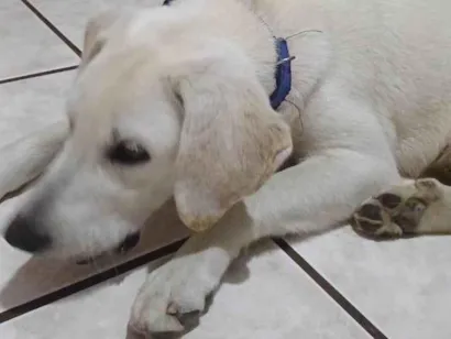 Cachorro raça Labrador idade 2 anos nome Amarelo