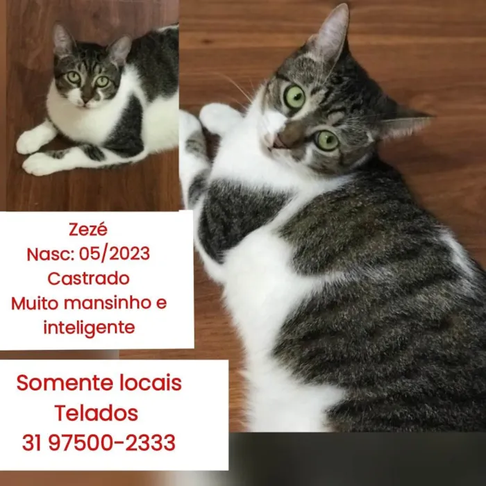 Gato ra a SRD-ViraLata idade 2 anos nome ZEZE