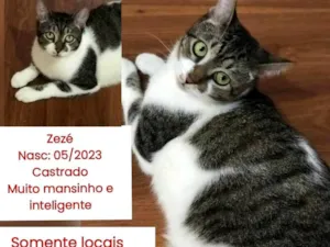 Gato raça SRD-ViraLata idade 2 anos nome ZEZE