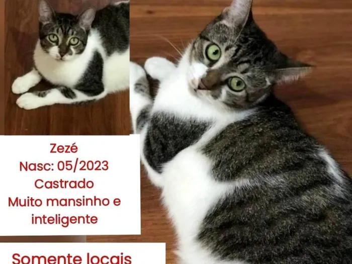 Gato ra a SRD-ViraLata idade 2 anos nome ZEZE