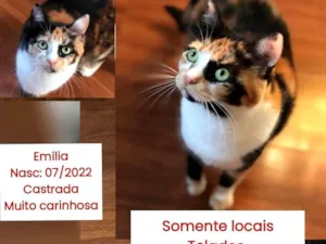 Gato raça SRD-ViraLata idade 3 anos nome EMILIA