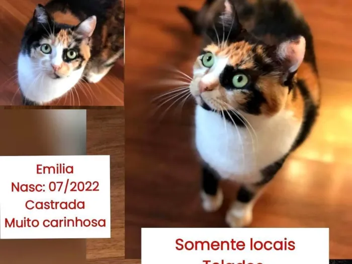 Gato ra a SRD-ViraLata idade 3 anos nome EMILIA