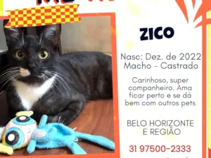 Gato raça SRD-ViraLata idade 2 anos nome ZICO