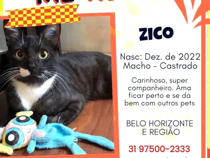 Gato ra a SRD-ViraLata idade 2 anos nome ZICO