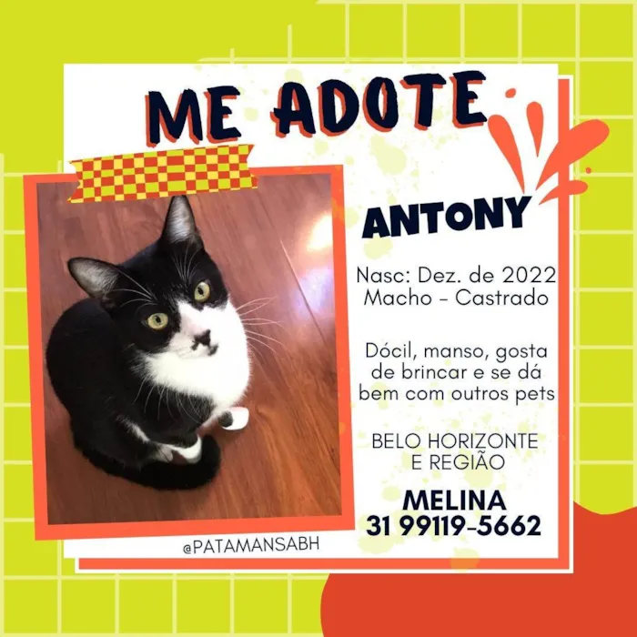 Gato ra a SRD-ViraLata idade 2 anos nome ANTONY 