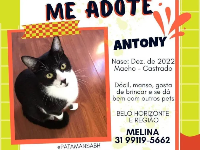 Gato ra a SRD-ViraLata idade 2 anos nome ANTONY 