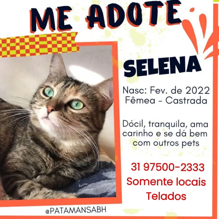 Gato ra a SRD-ViraLata idade 3 anos nome SELENA